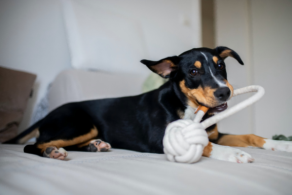 pet toys-3