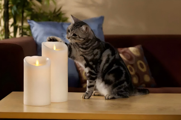 Are Candles Harmful To Cats