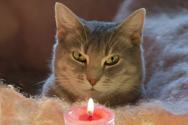 Candles Harmful To Cats-4