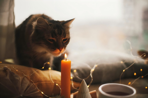 Candles Harmful To Cats-3
