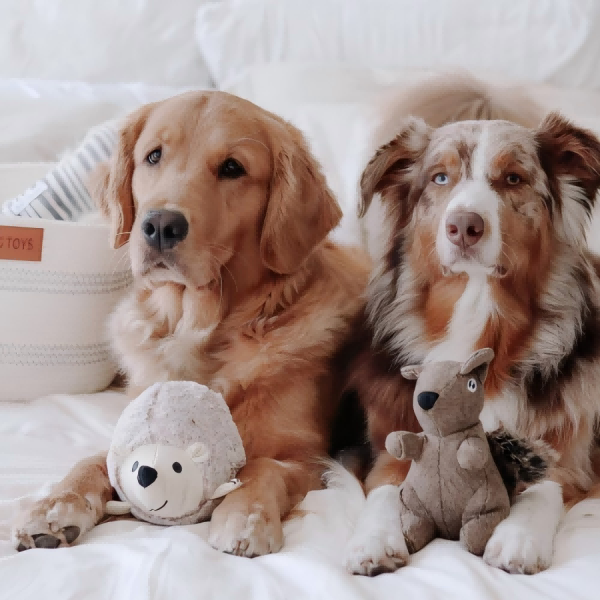 What Is A Pet Shop Toys