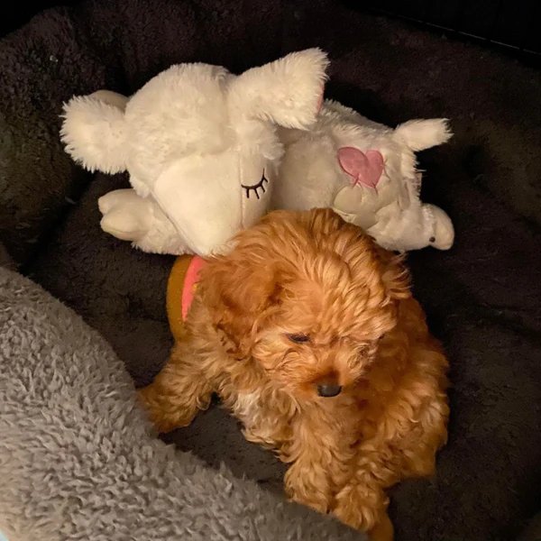 What Toys Do 8 Week Old Puppies Like?