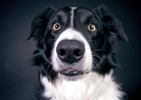 What Does It Mean When A Dog Stares at You without Blinking?