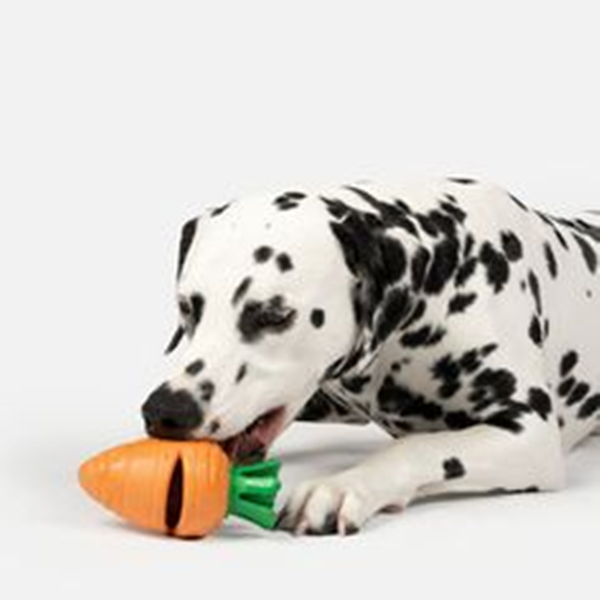 Why Do Dogs Kiss Their Toys?