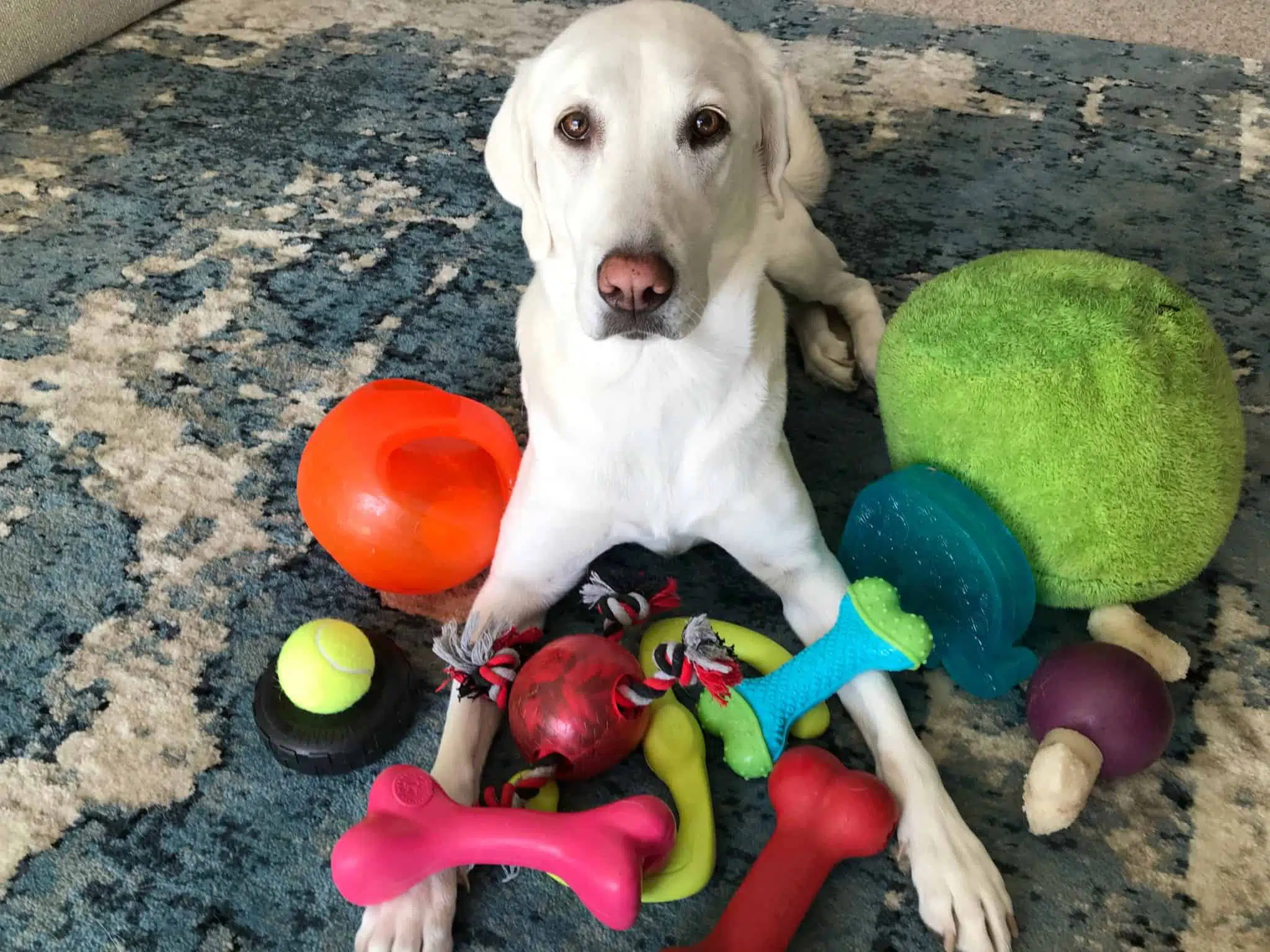 pet toy-2
