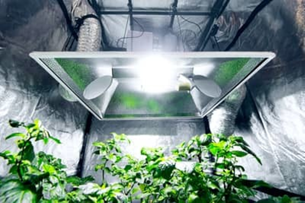 plants do photosynthesis with artificial light-2