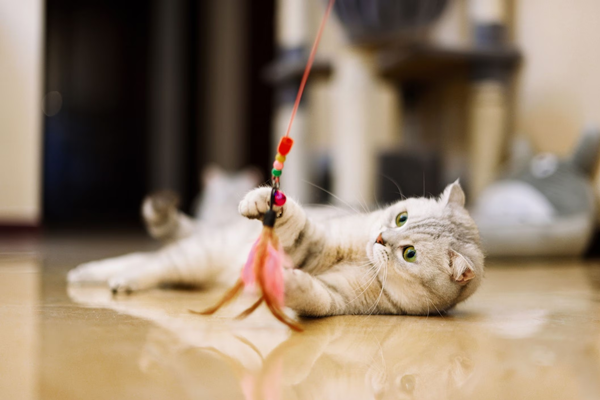 What Is A Cat's Favorite Thing To Play With?