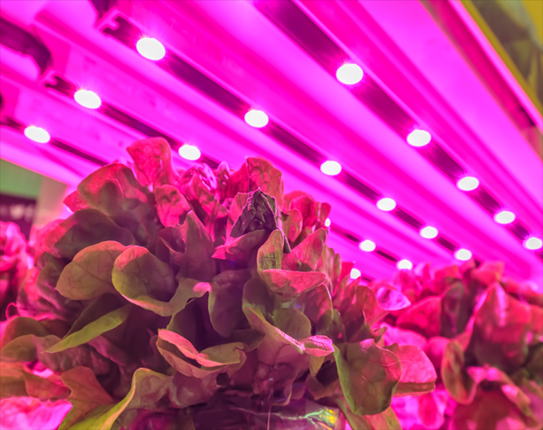 Do Plants Grow in Artificial Light