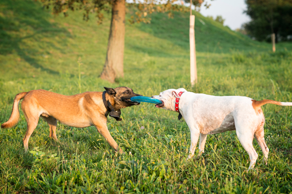 Why Do Dogs Bring You Bones?