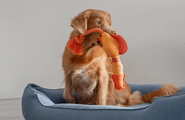 Are Chinese Dog Toys Safe?