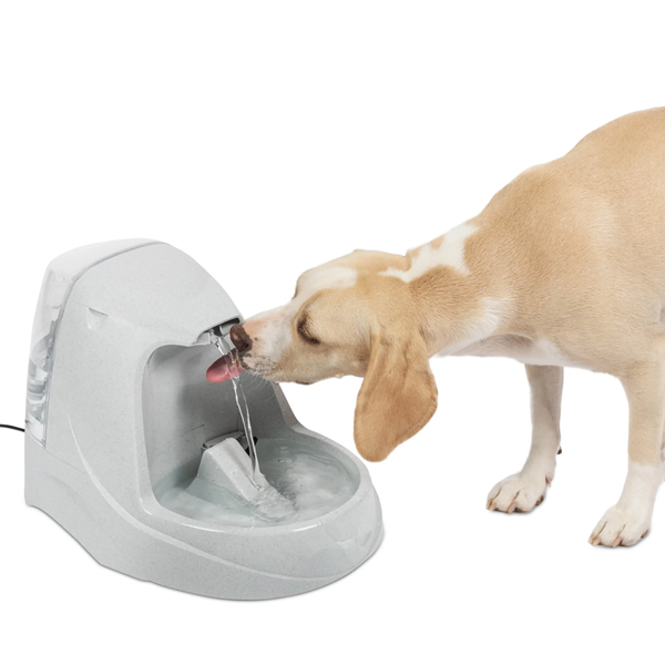 How Many Times Should I Fill My Dog's Water Bowl?