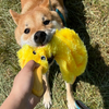 Best Pet Toy Unique