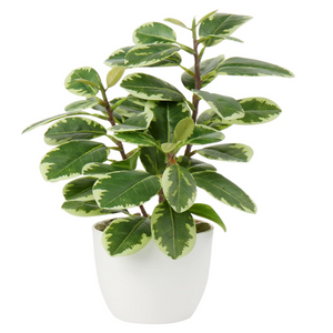 Artificial Plant Home Decoration