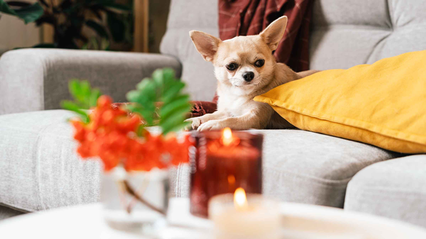 Candles Bad for Dogs-3