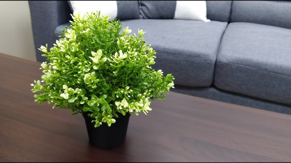 plant pot-3