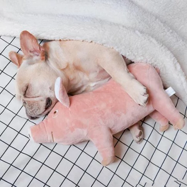 pet pig toy-1