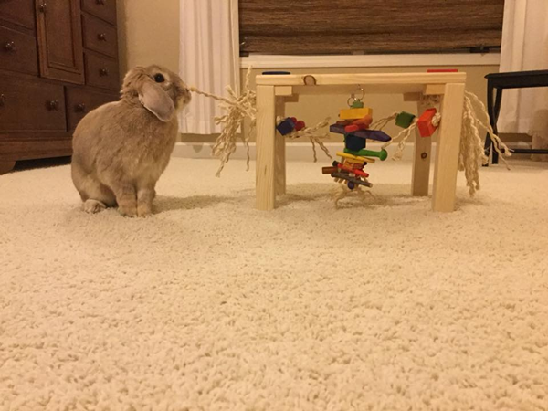 pet bunnies toy-4