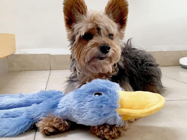 pet duck toy-2
