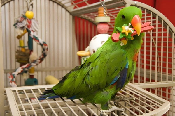 Make Pet Bird Toys-3