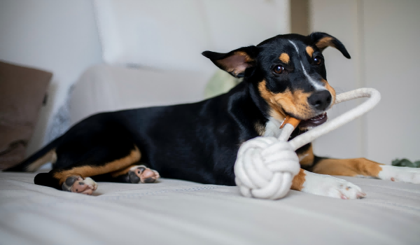pet toys-3
