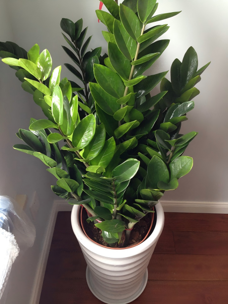 artificial plants -4