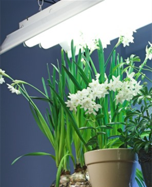 Plants Live Off of Artificial Light-3