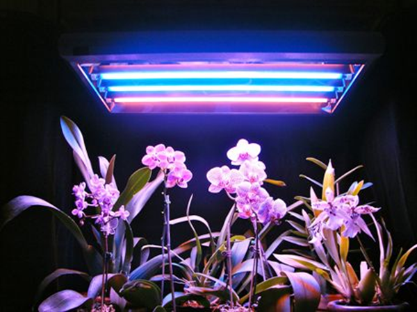 Plants Grow in Artificial Light-3