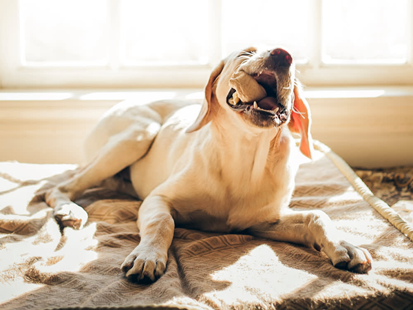 Is 100% Rawhide Bad for Dogs?