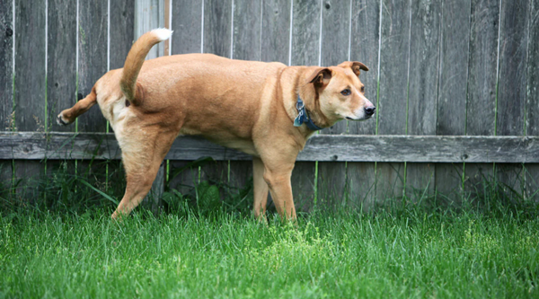 Kill Urine Smell From Pet Toys-2
