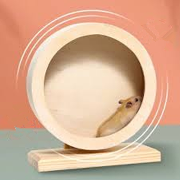 pet rats-4