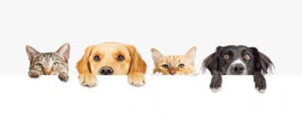 How To Clean Pet Toys Naturally in Wash Machine