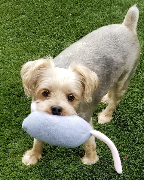 pet toy-2