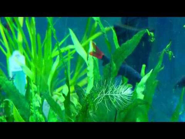 Artificial Plants in A Fish Tank-2