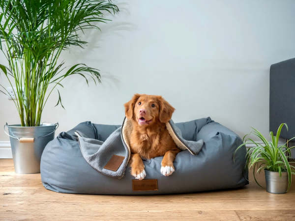 What Knowledge Can I Gain From Creating Pet Toys