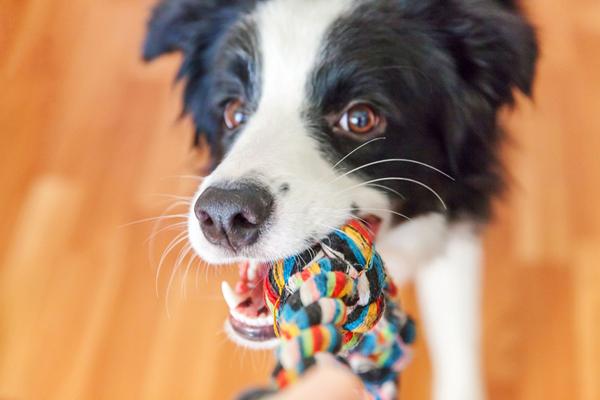 What toys make dogs happy?