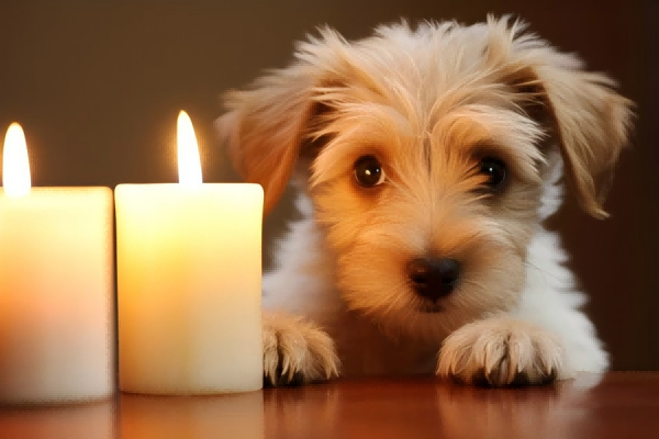 Can Dogs Be in A Room with A Candle?