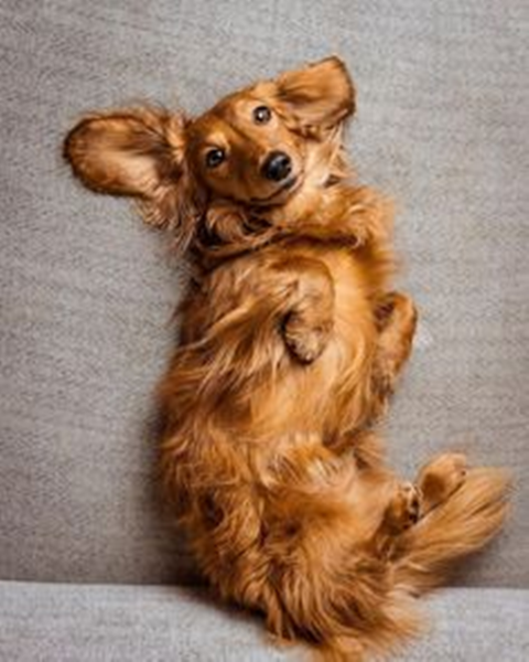Why Do Dogs Show You Their Belly?