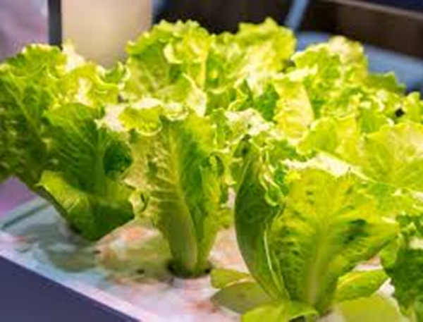 Plants Live Off of Artificial Light-4