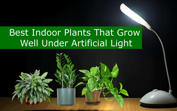 Does Artificial Light Work for Plants