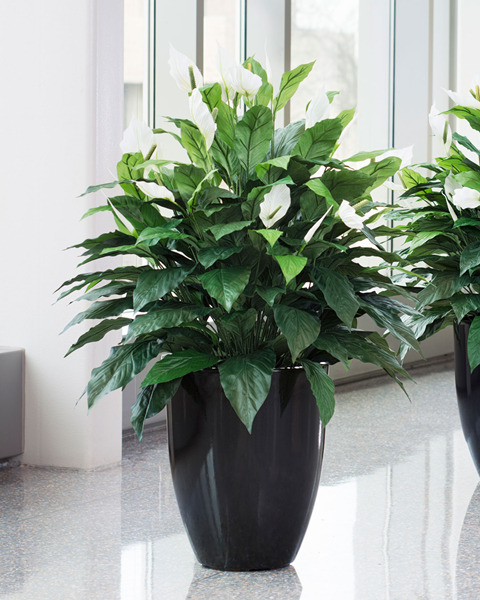 Artificial plants-4
