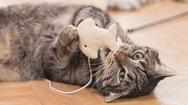 What Is The Best Mental Enrichment for Cats?