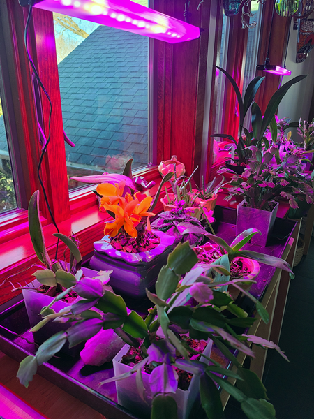 Plants Grow in Artificial Light-2