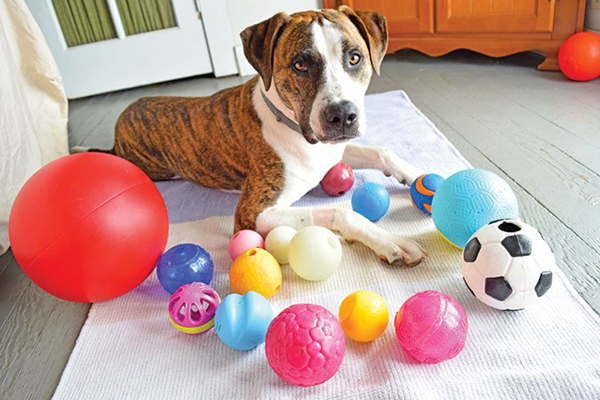 Why Do Dogs Like Toy Balls So Much?