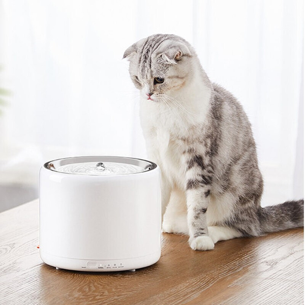 Do Water Fountains Encourage Cats To Drink?