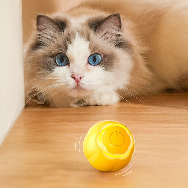 Why Do Cats Like Ping Pong Balls?