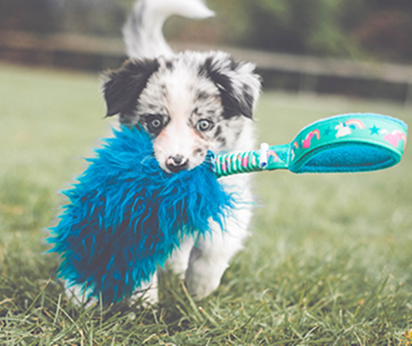 pet toy-3