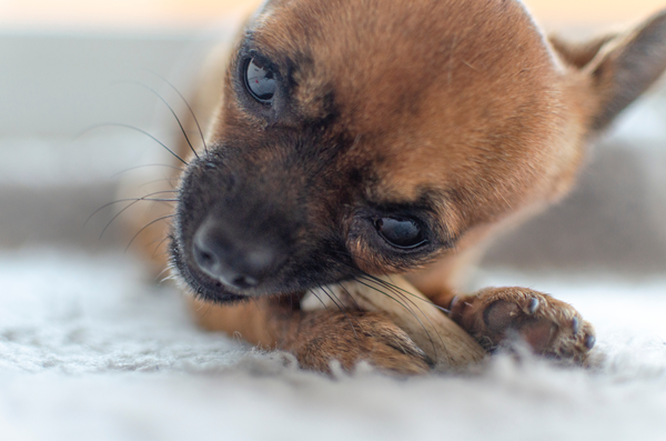 pet toy-2