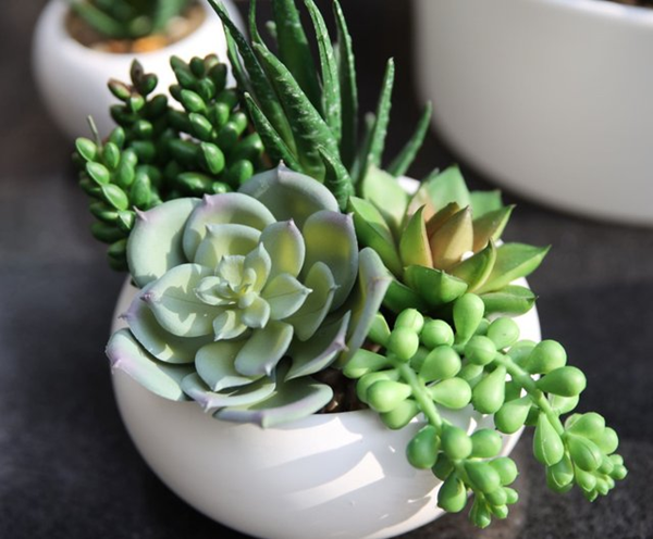 greenplants-3