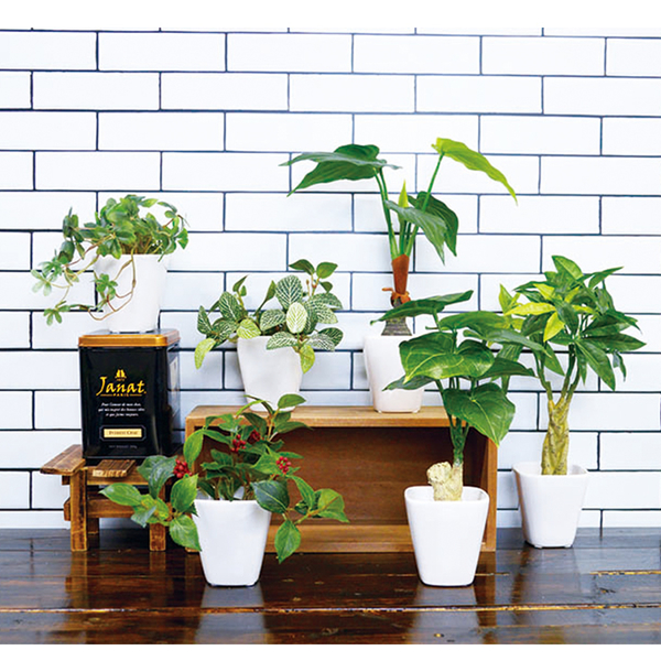 Can Artificial Light Replace Sunlight for Plants