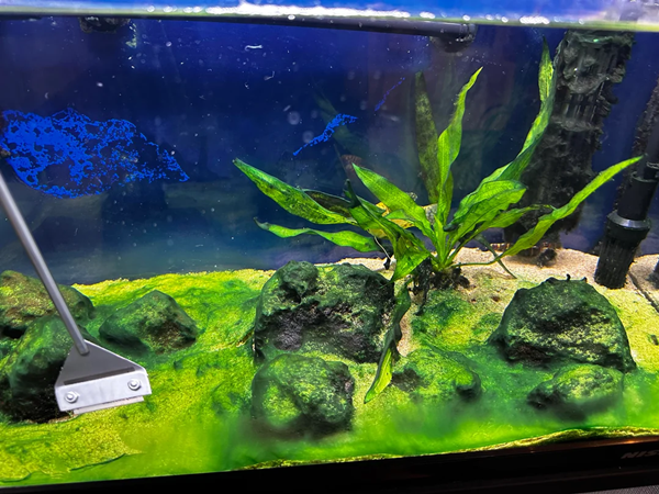 How To Clean Artificial Plants in Aquarium